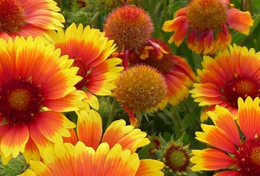 草花自动地膜机(全自动地膜生产机器视频)